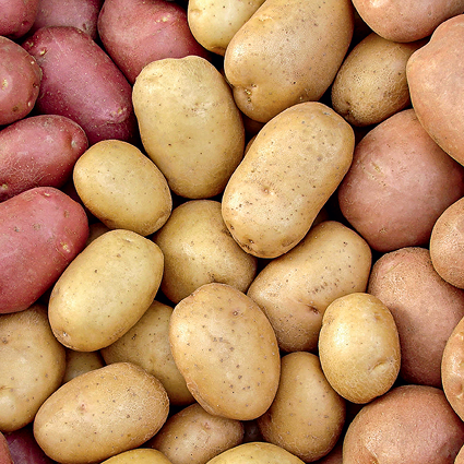 Посадка и уход от а до я: выращиваем здоровый картофель