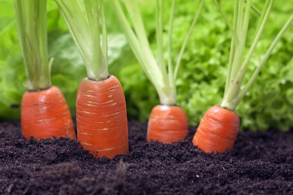Подготовка семян моркови к посеву. Всходы гарантированы