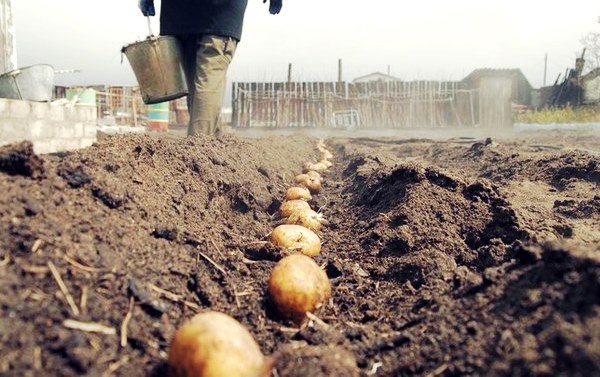 Способы посадки картофеля: необычные и   традиционные