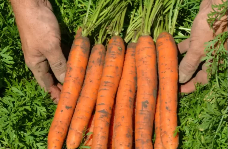 Как бесплатная добавка в почву помогает чтобы морковка росла крупной и ровной, без корявостей