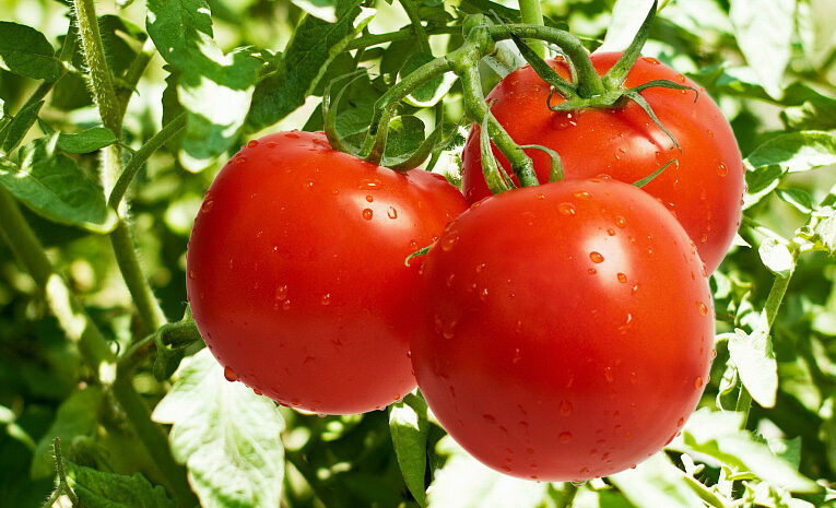 Собираем хороший урожай помидоров вместе с Belarustime