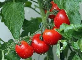 Советы дачникам: подкормка и полив  томатов