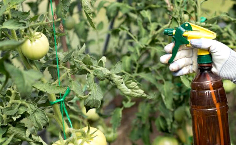 Своевременные и правильные подкормки томатам во время плодоношения