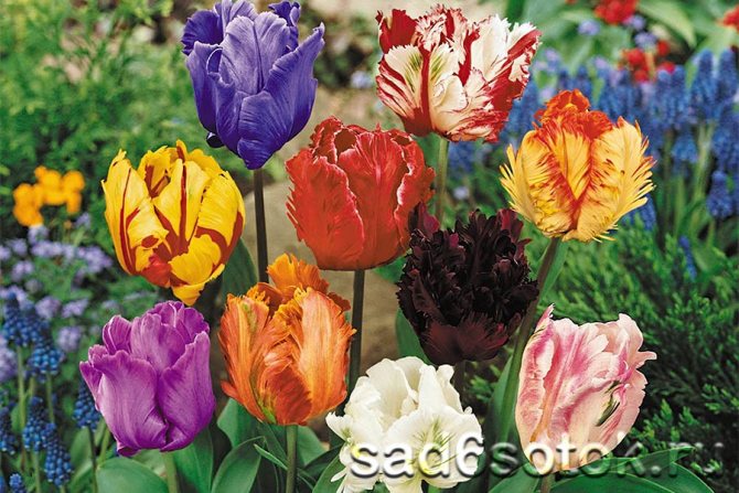 Тюльпаны ботанические: лучшие виды, поразительно красивы, живучи и неприхотливы
